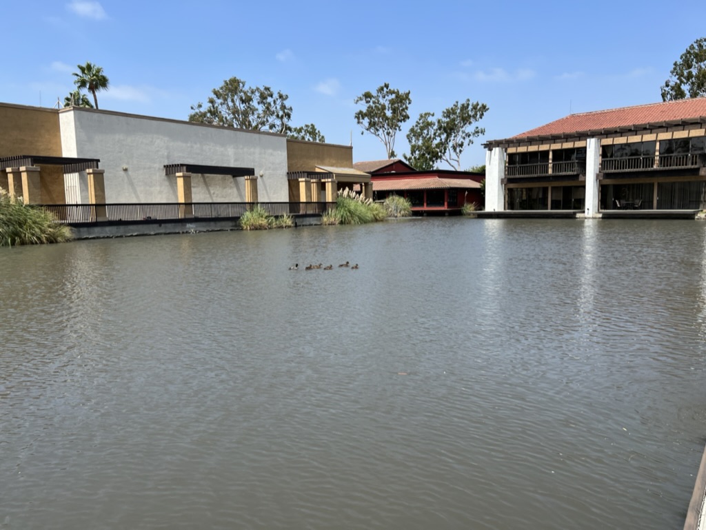 lake with family of ducks and buildings